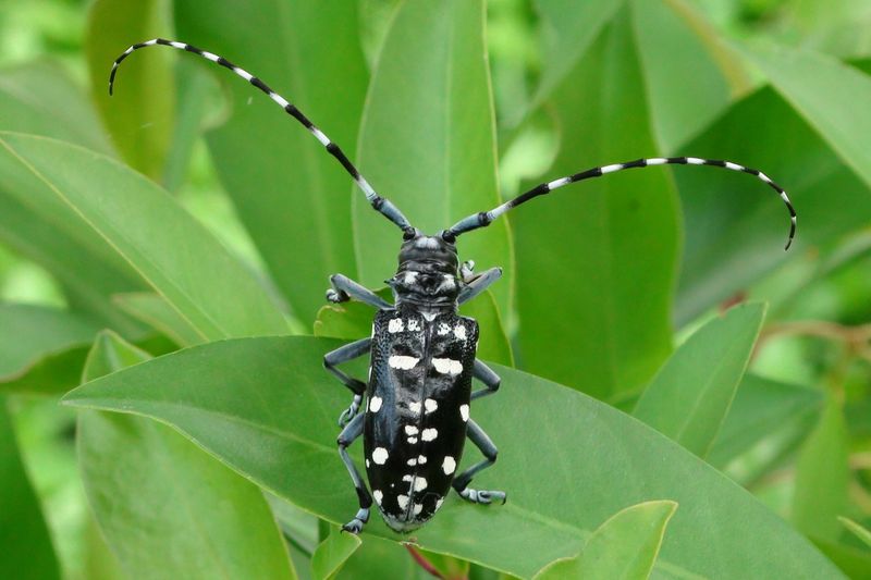 Citrus Longhorned Beetle