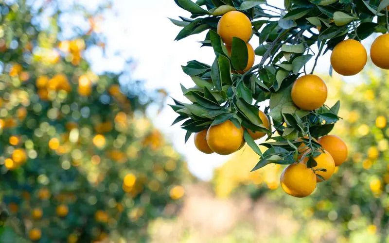 Citrus Trees