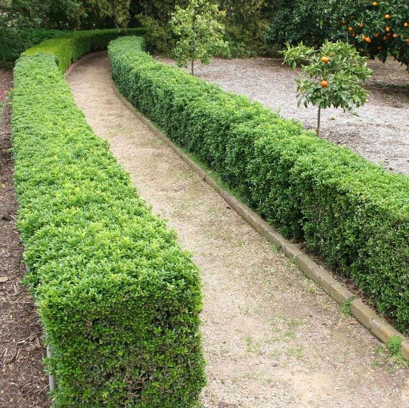 Classic Boxwood Hedge