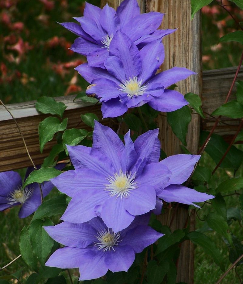 Clematis