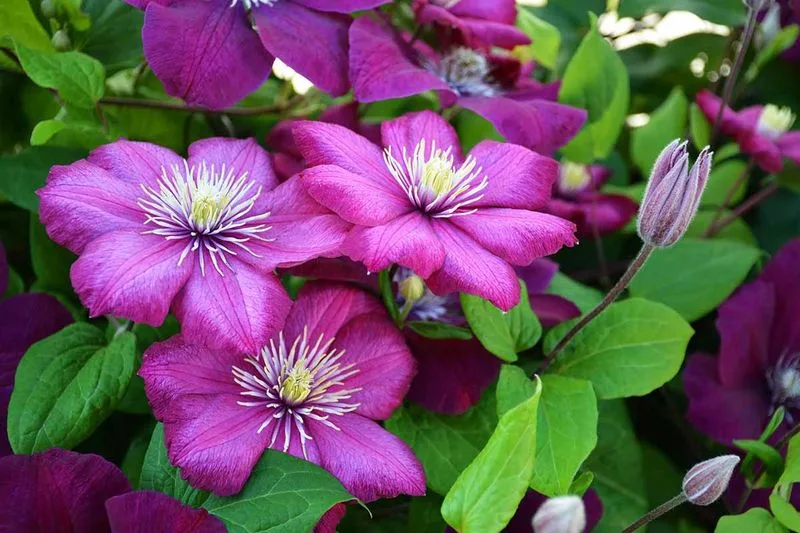 Clematis