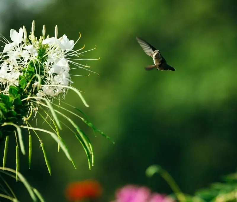 Cleome