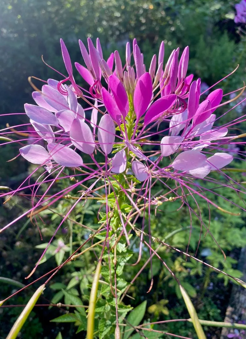 Cleome