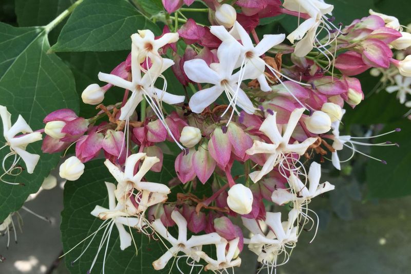 Clerodendrum