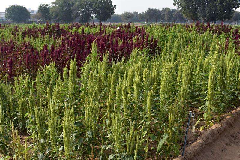 Climate Resilient Varieties