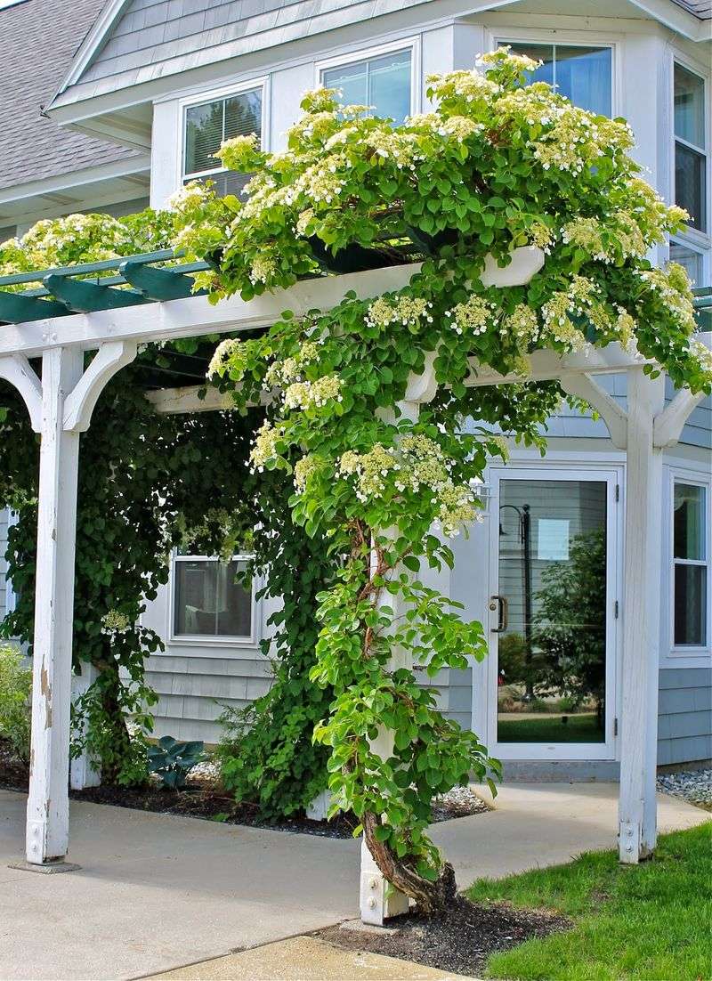 Climbing Hydrangea