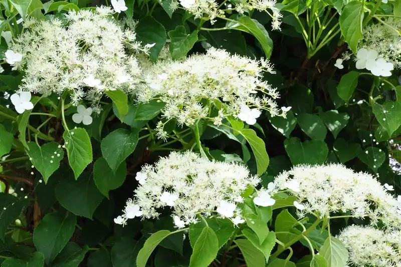 Climbing Hydrangea