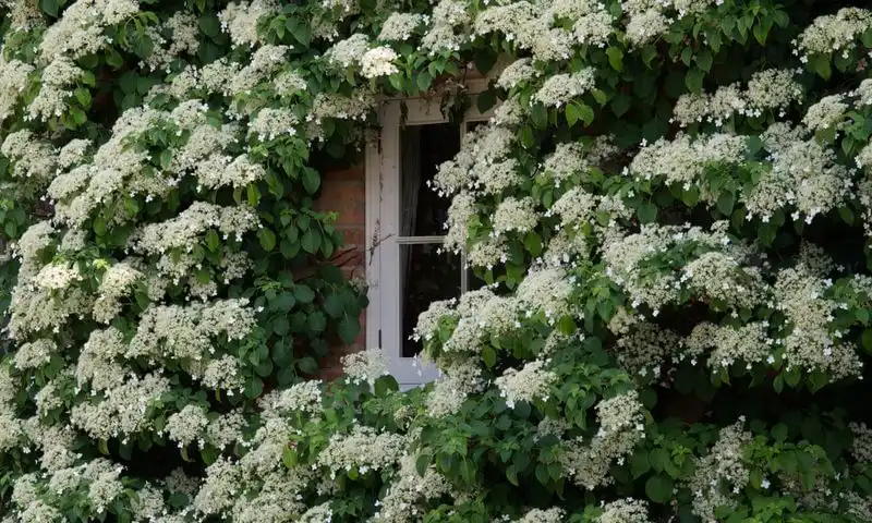 Climbing Hydrangea