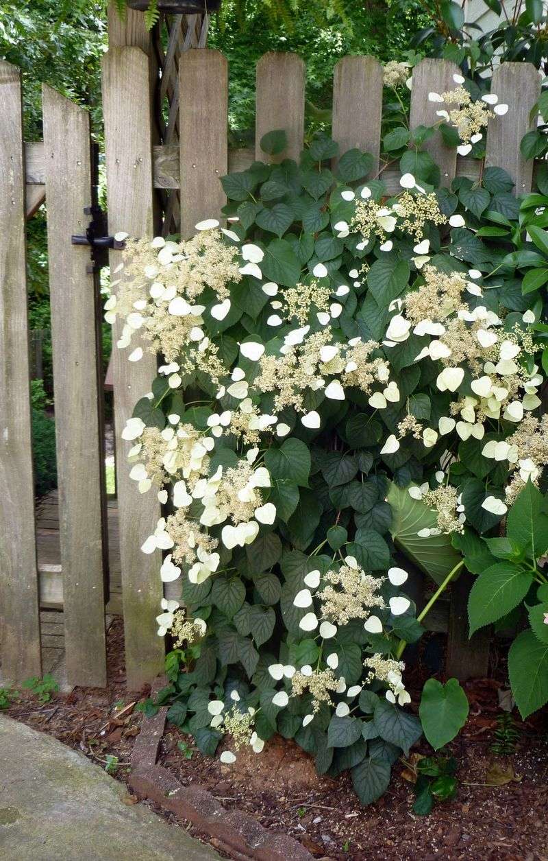 Climbing Hydrangea