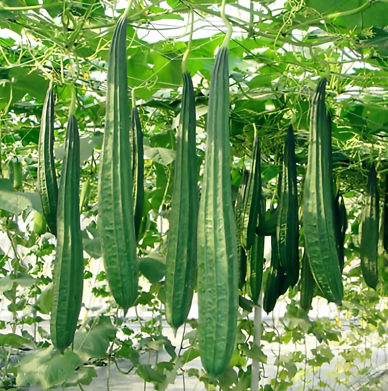 Climbing Okra