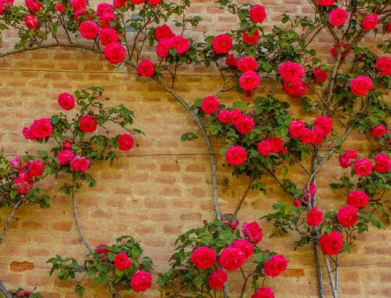 Climbing Rose