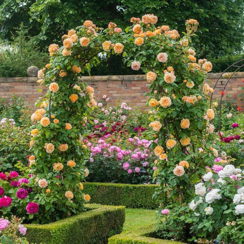 Climbing Roses