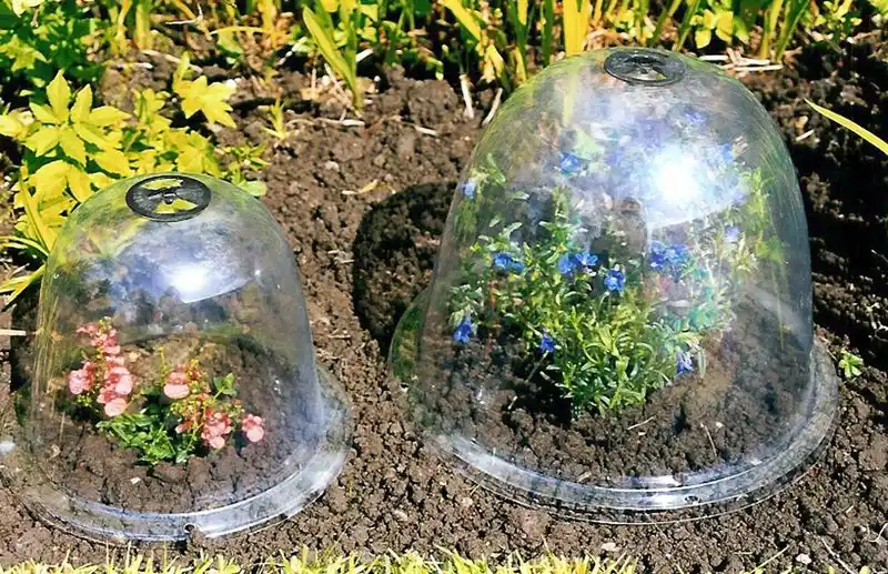 Cloches for Individual Plants