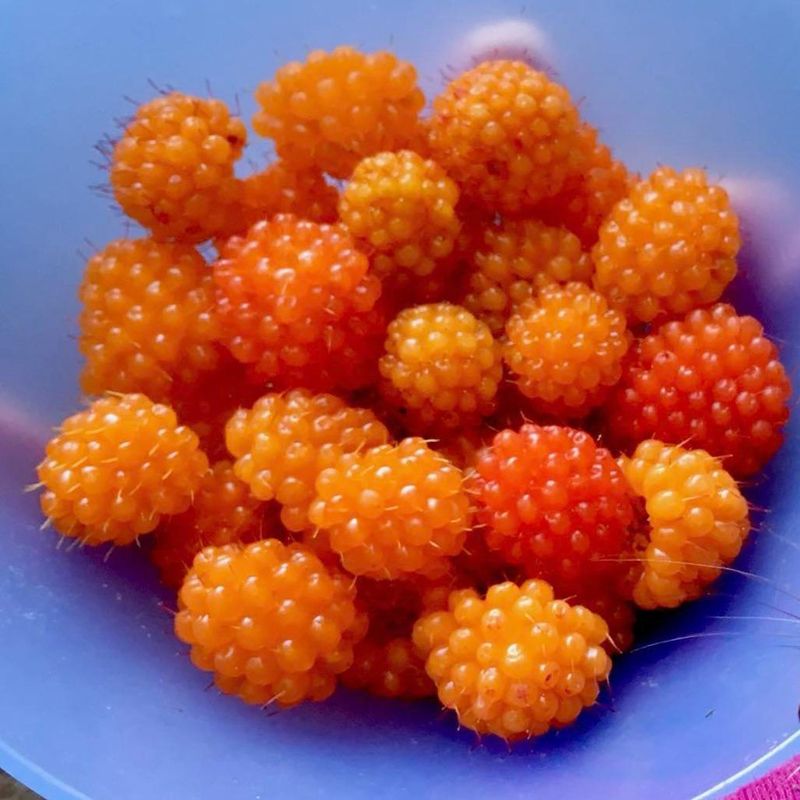 Cloudberries