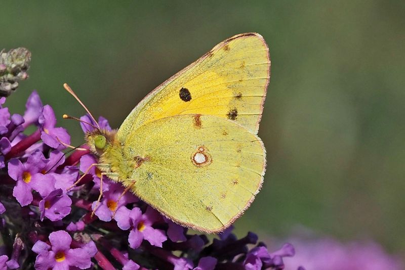 Clouded Yellow