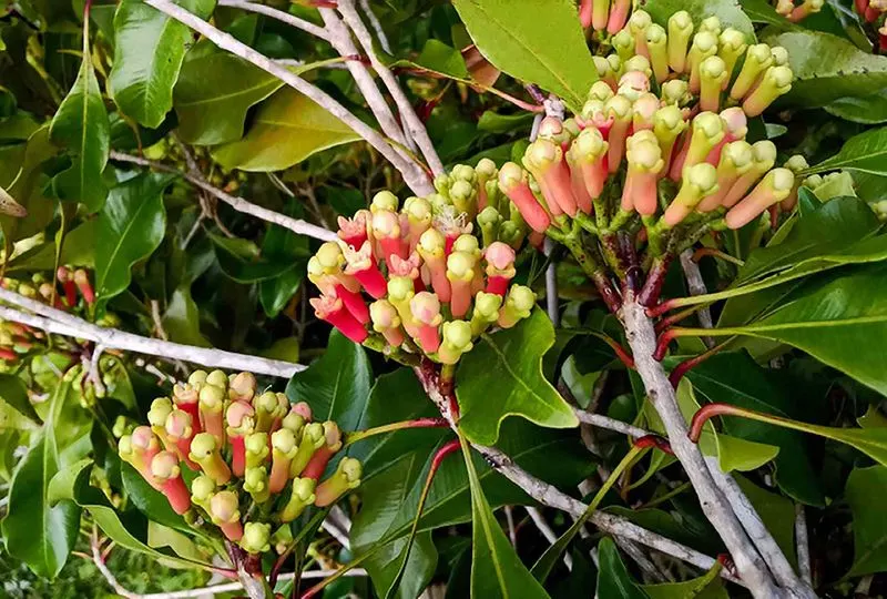 Clove Tree
