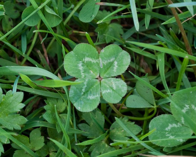 Clover