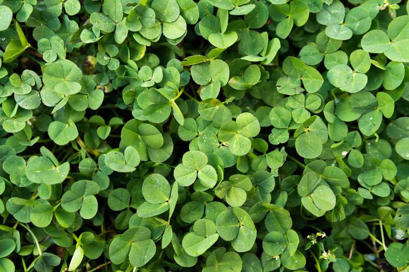 Clover