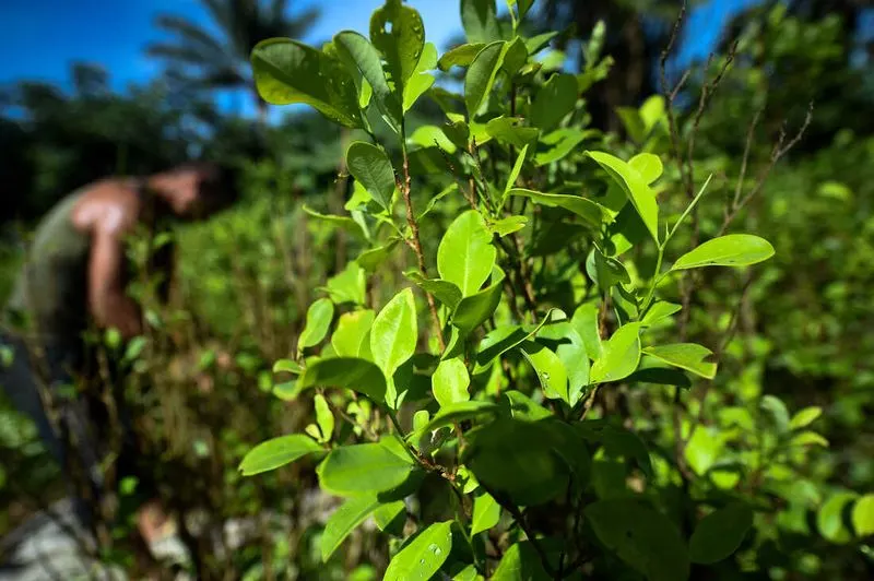 Coca Plant from South America