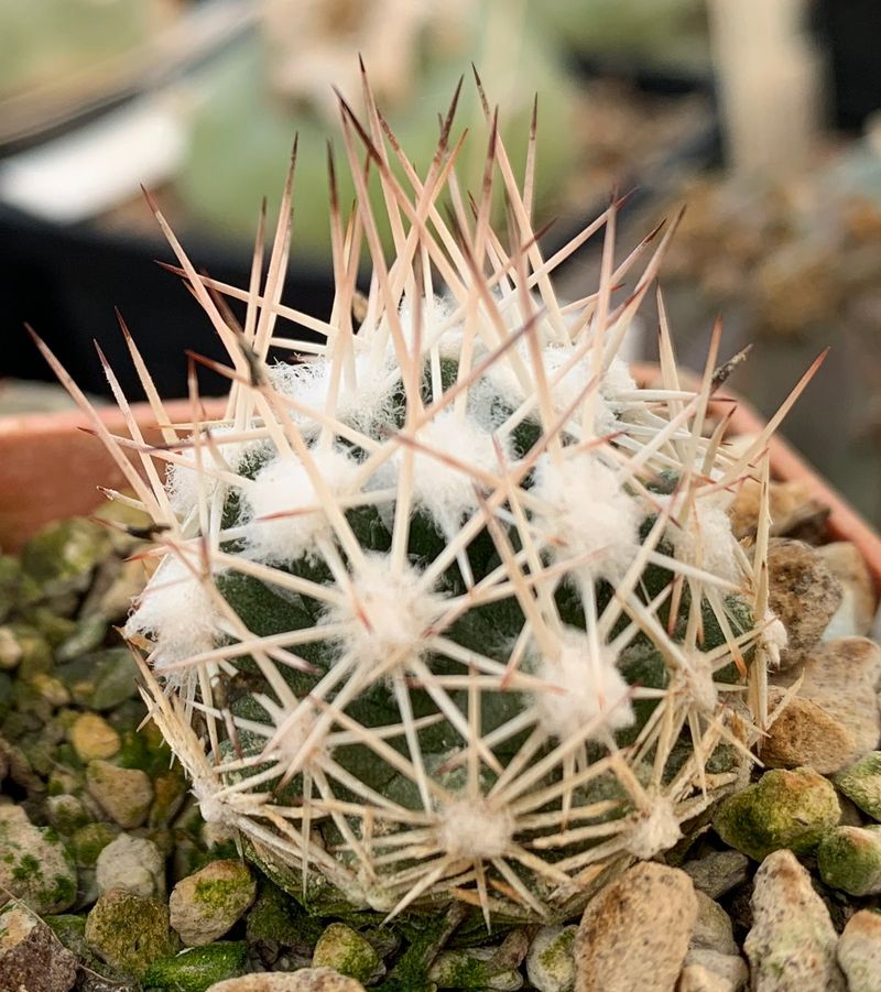 Cochise Pincushion Cactus