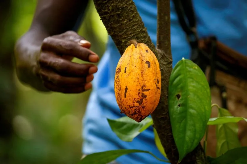 Cocoa Beans from Ivory Coast