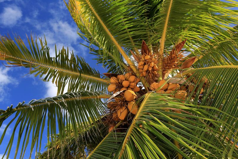 Coconut Palm