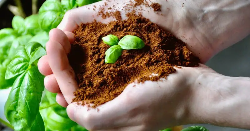 Coffee Grounds