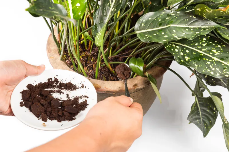 Coffee Grounds Boost