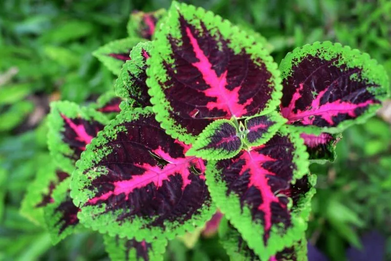 Coleus