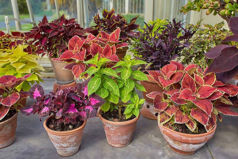 Coleus