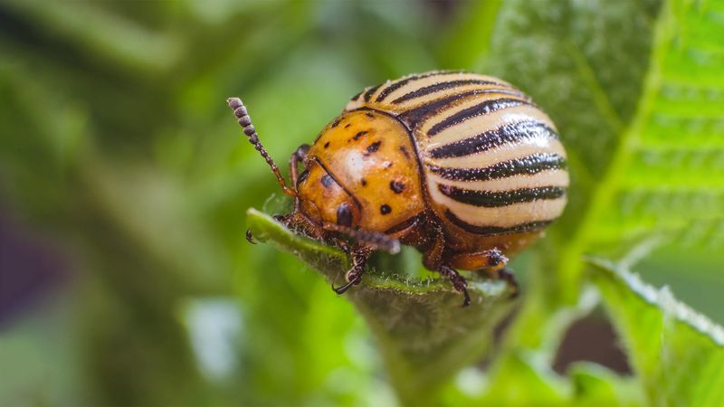 Colorado Potato Beetles