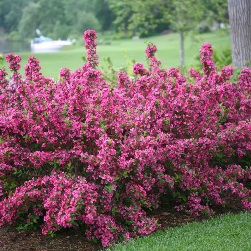 Colorful Foliage