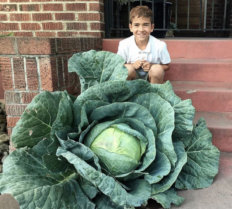 Colossal Cabbage