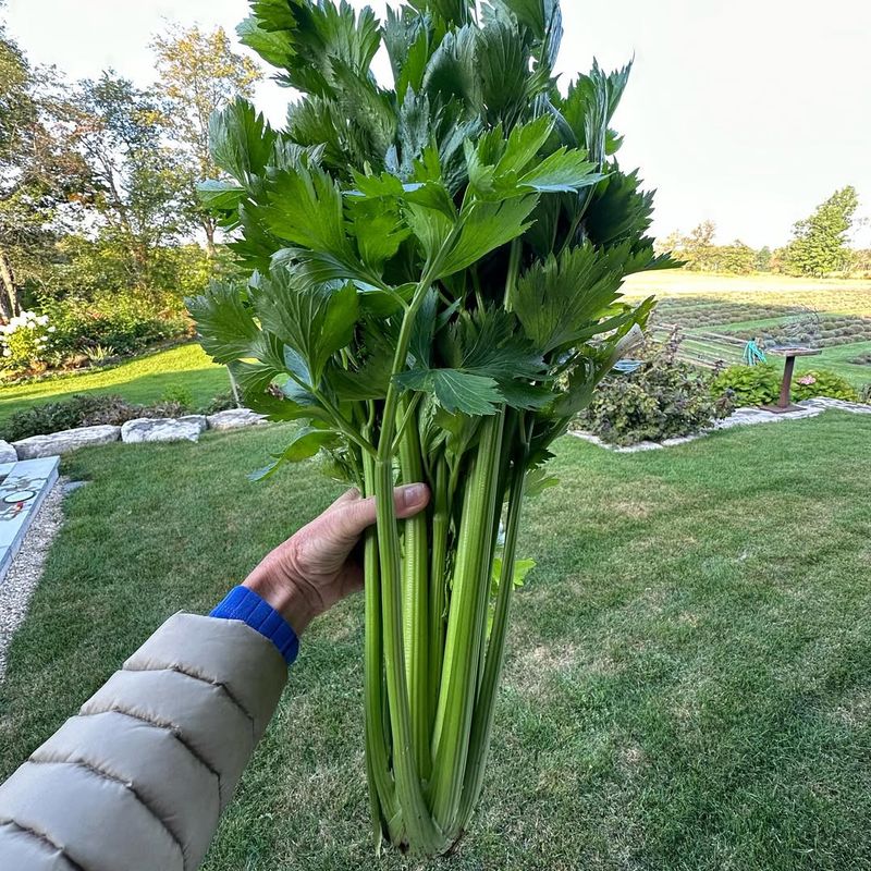 Colossal Celery