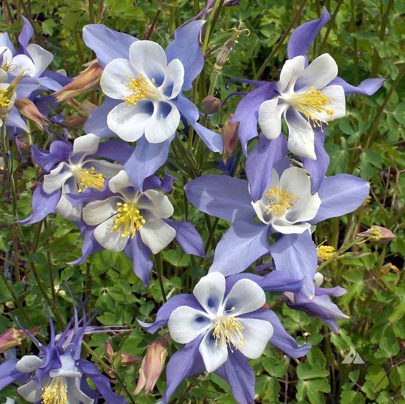 Columbine