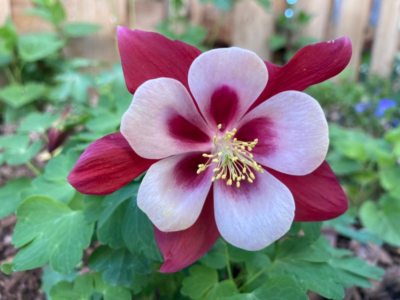 Columbine