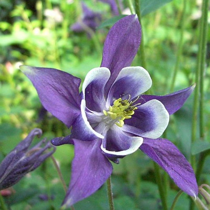 Columbine