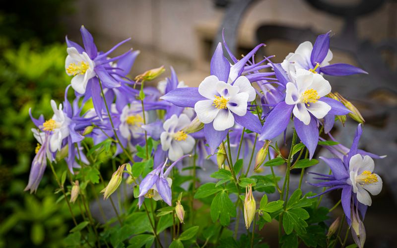 Columbines