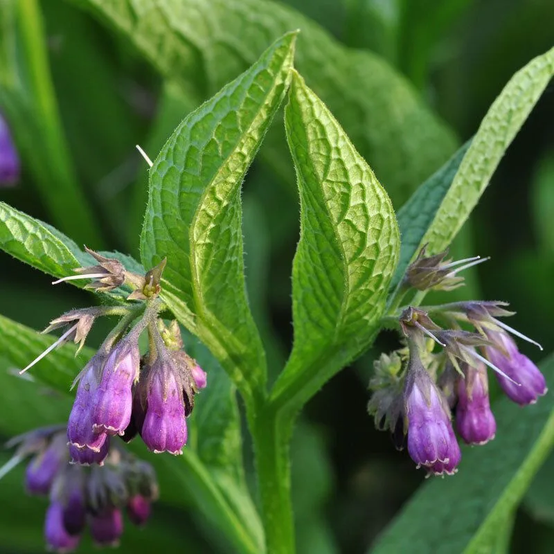 Comfrey
