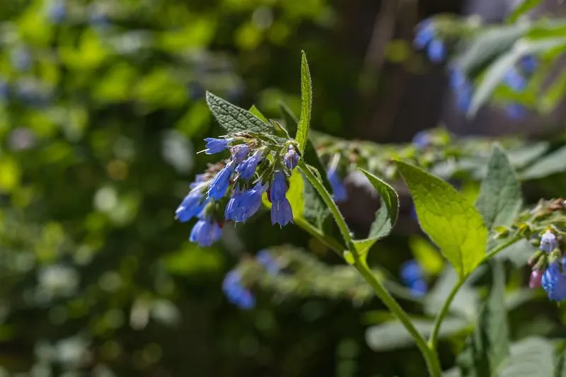 Comfrey