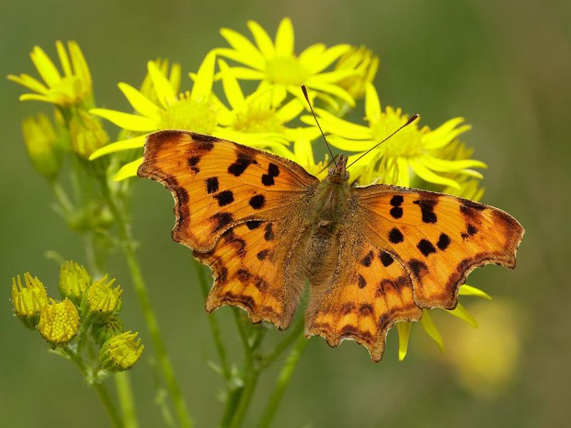 Comma Butterfly