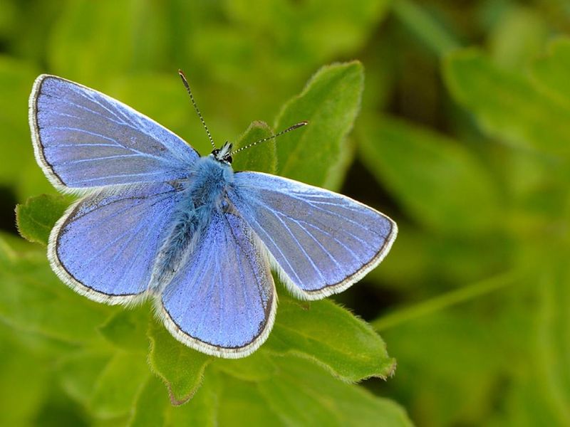 Common Blue