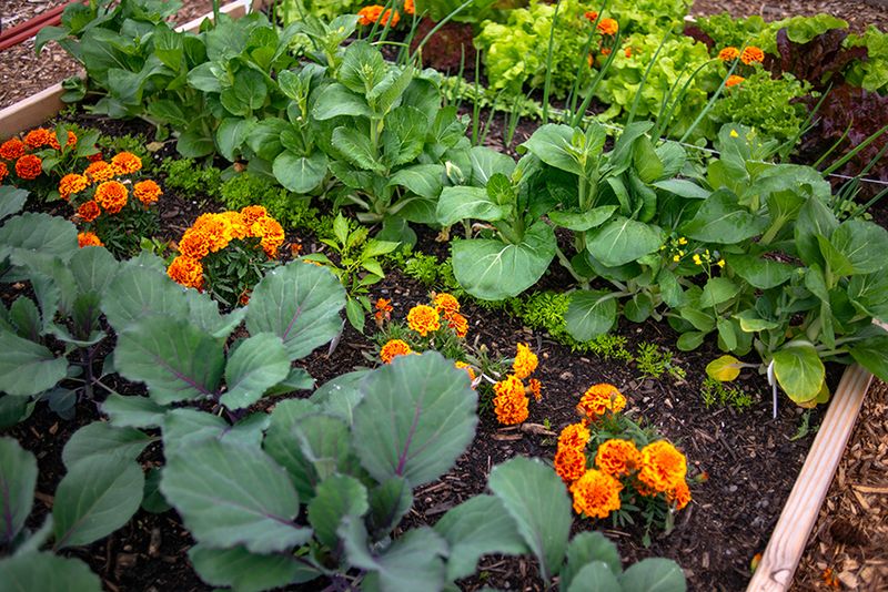 Companion Planting