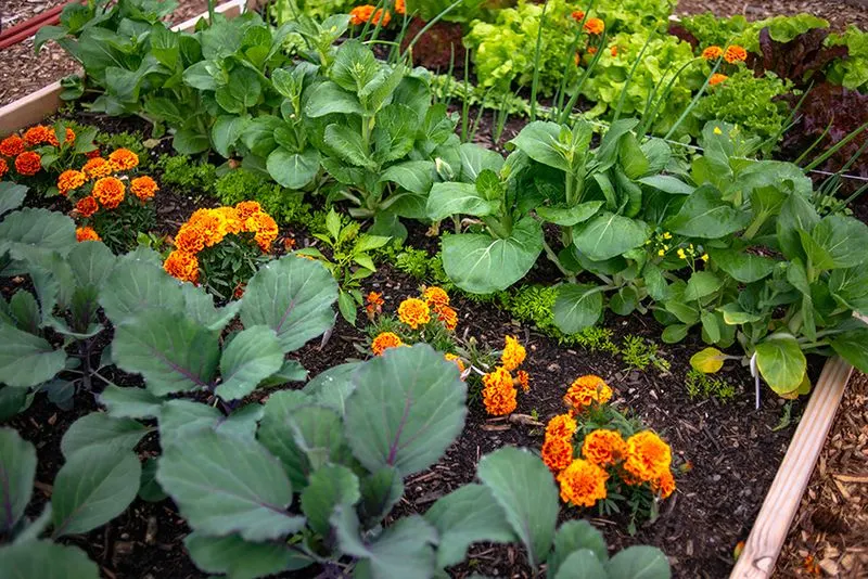 Companion Planting