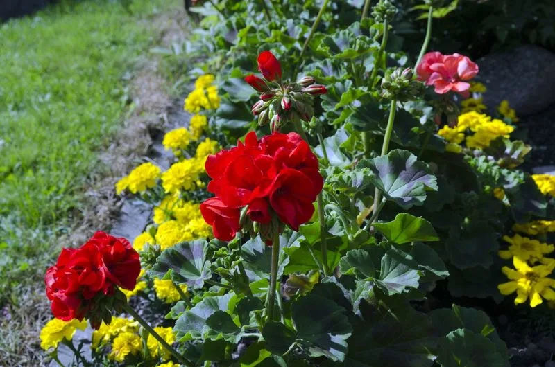Companion Planting