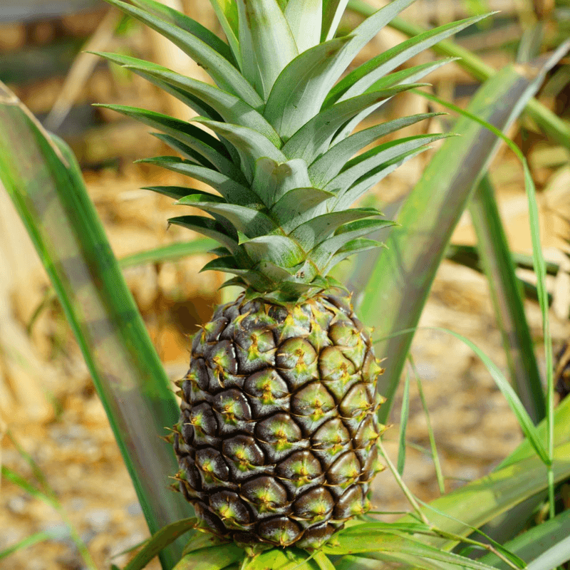 Companion Planting