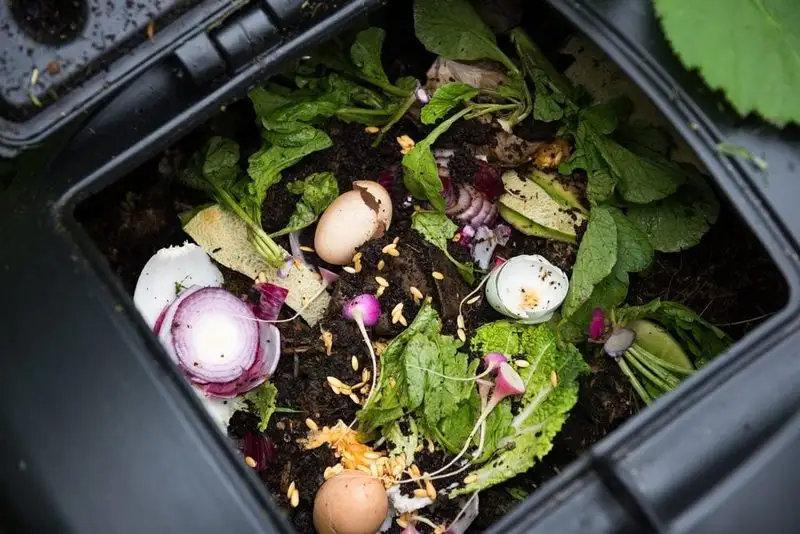 Compost Kitchen Scraps
