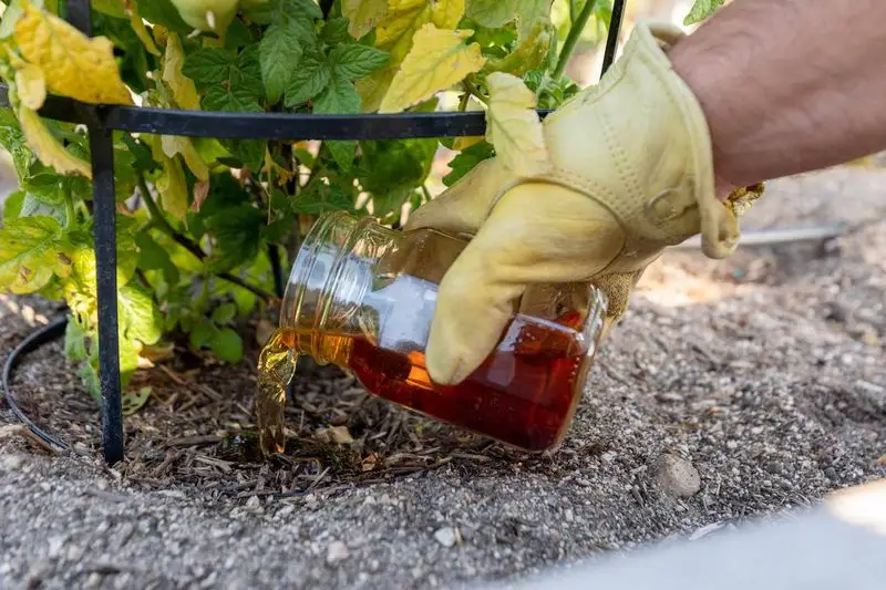 Compost Tea