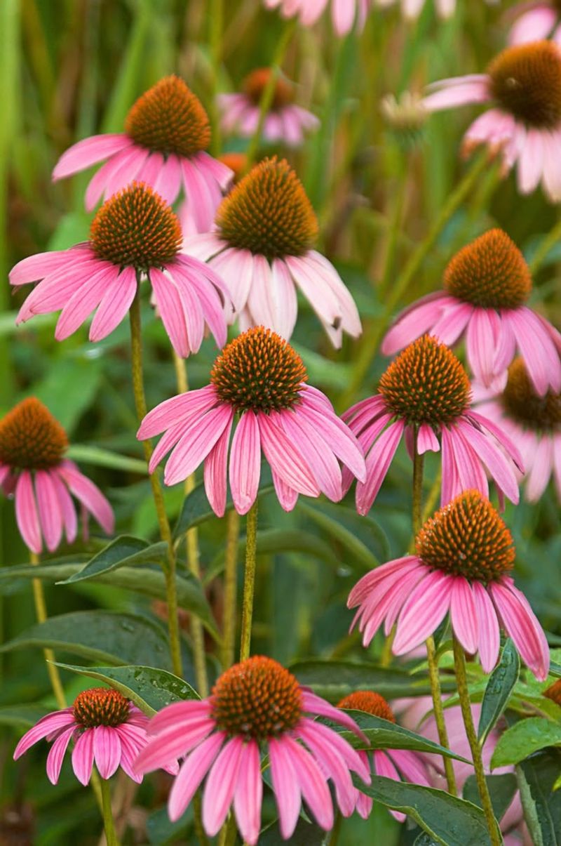 Coneflower