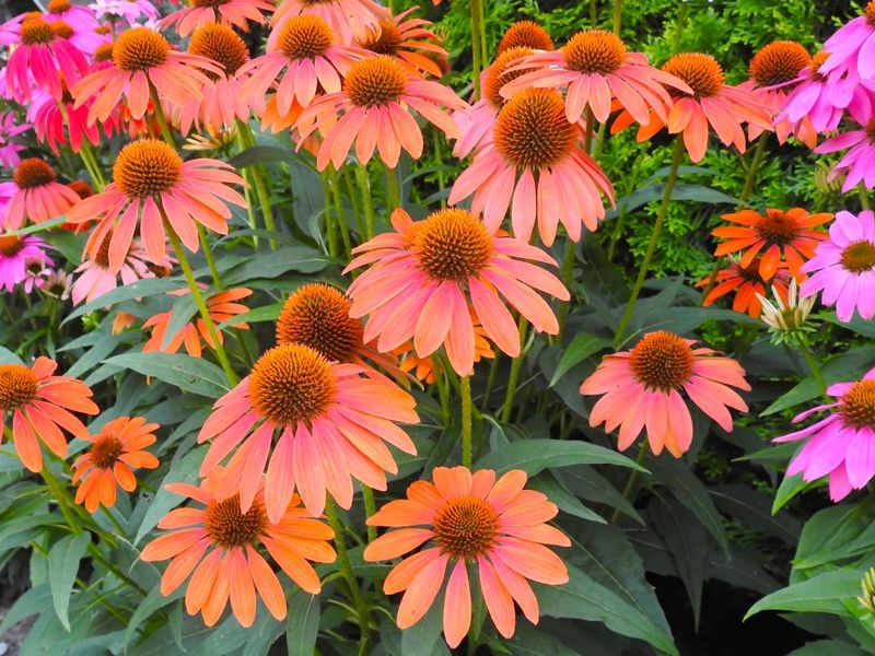 Coneflower